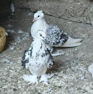 Frillback Pigeons