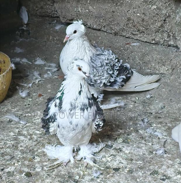 Frillback Pigeons