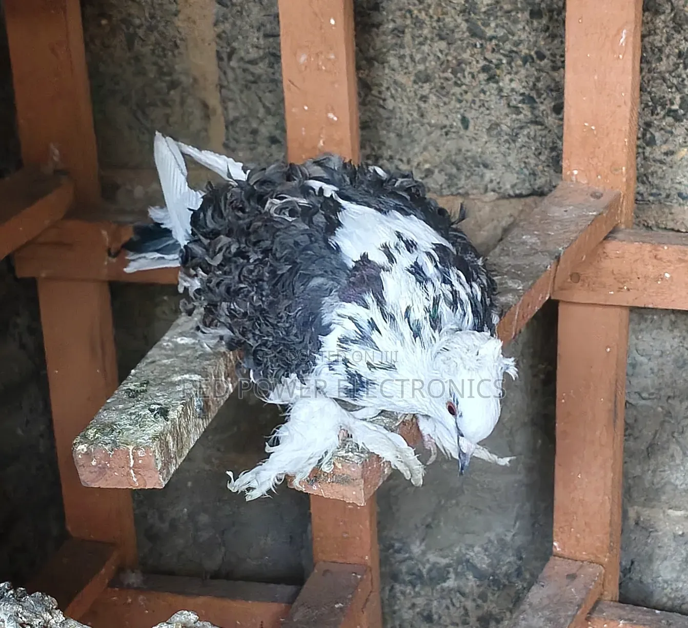 Frillback Pigeons