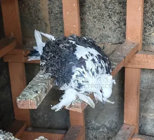 Frillback Pigeons