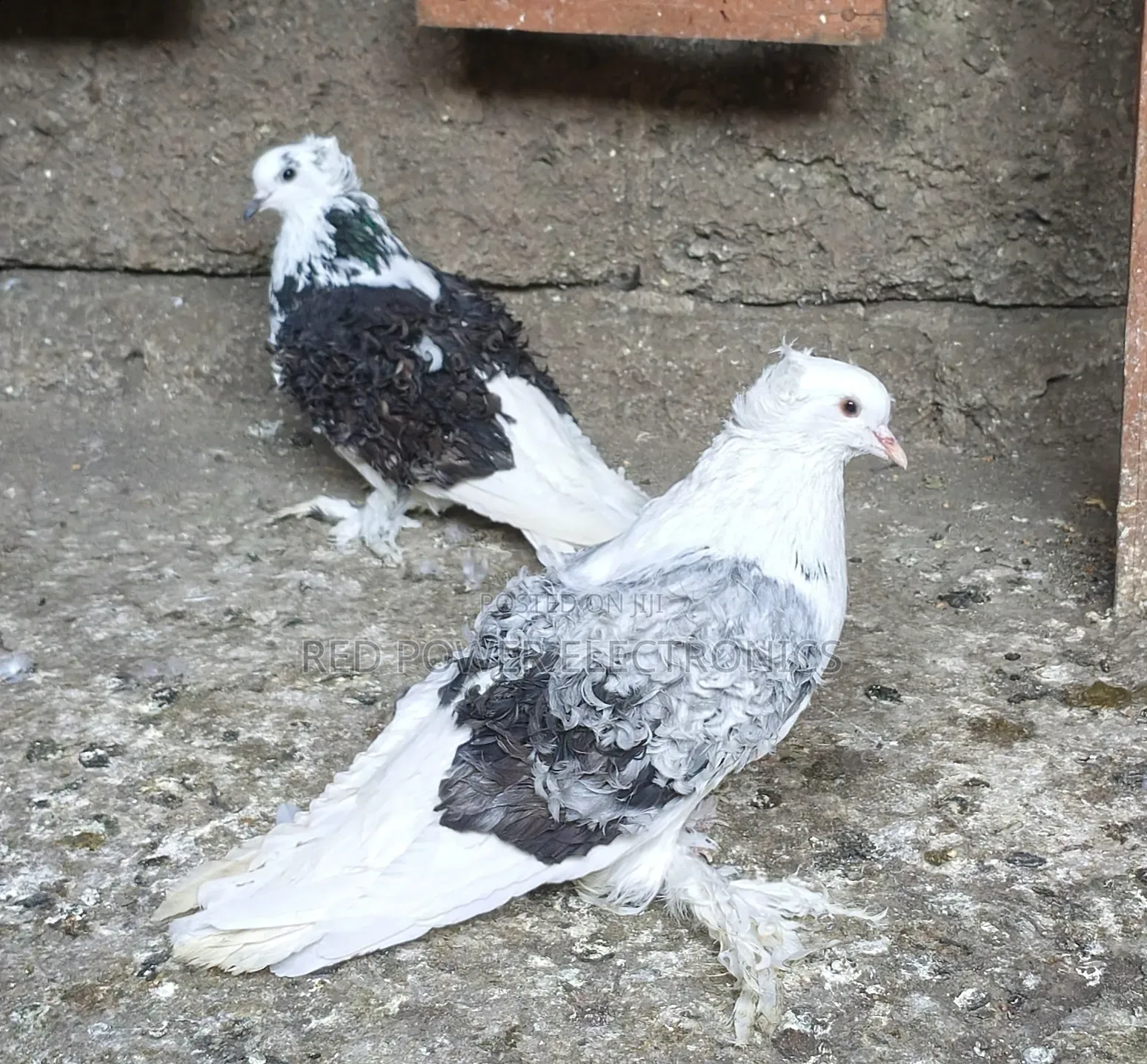 Frillback Pigeons