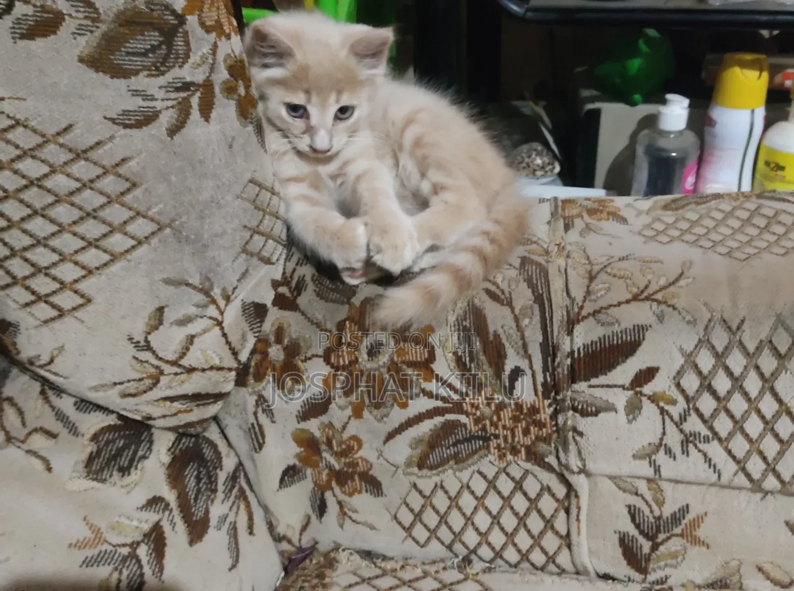 1-3 months Female Mixed Breed Cat
