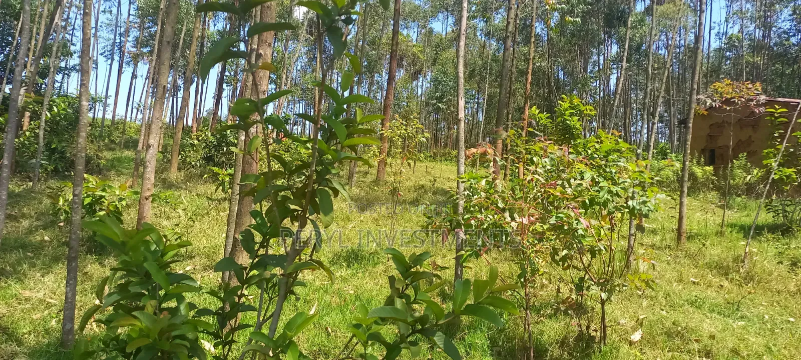 Land for Sale