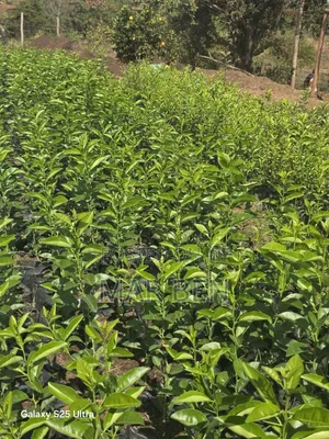 Blessed Seedlings