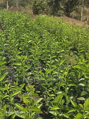 Blessed Seedlings