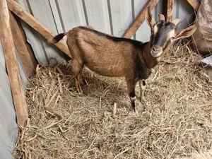 Purebreed German Alpine Goat.