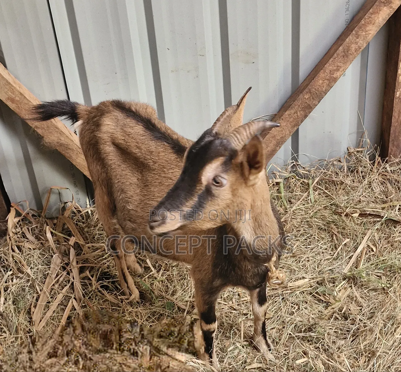 Purebreed German Alpine Goat.