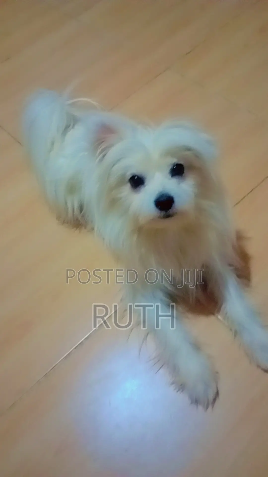 3-6 months Male Purebred Maltese