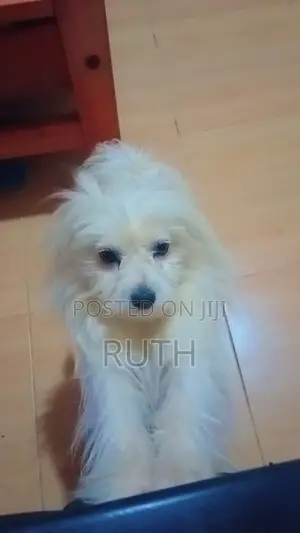 3-6 months Male Purebred Maltese