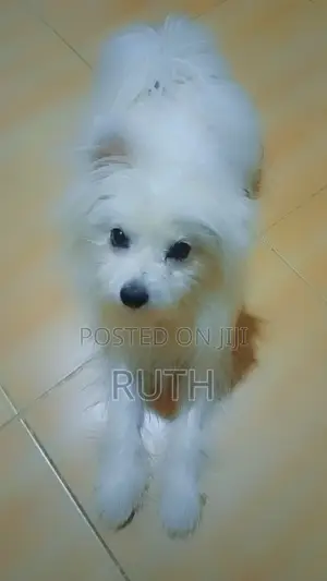 3-6 months Male Purebred Maltese