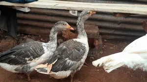 Domestic Animals