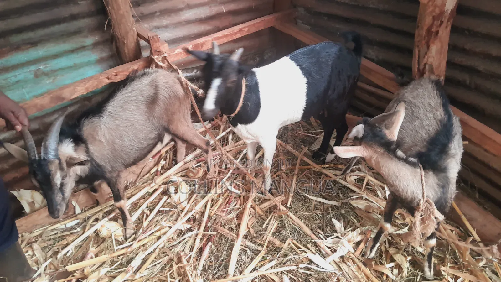 Farm Animals