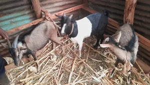 Farm Animals