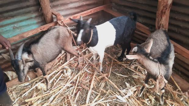 Farm Animals