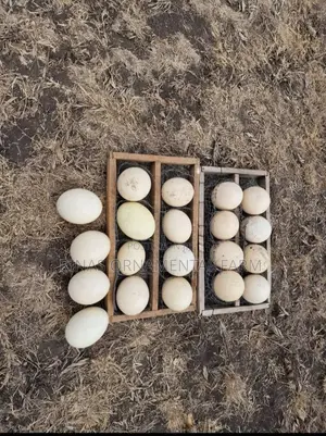 Fertilized Goose Eggs for Incubation