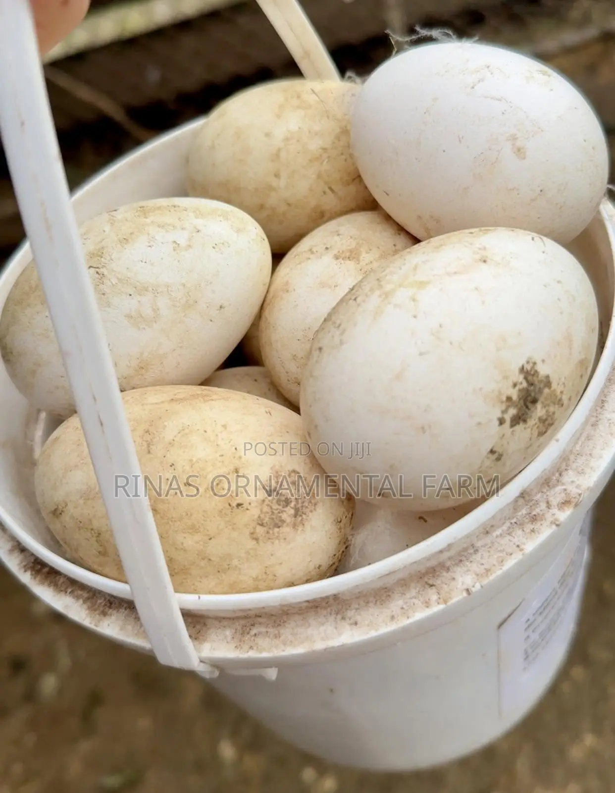 Fertilized Goose Eggs for Incubation
