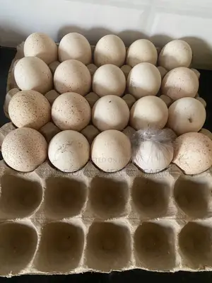 Fertilized Goose Eggs for Incubation