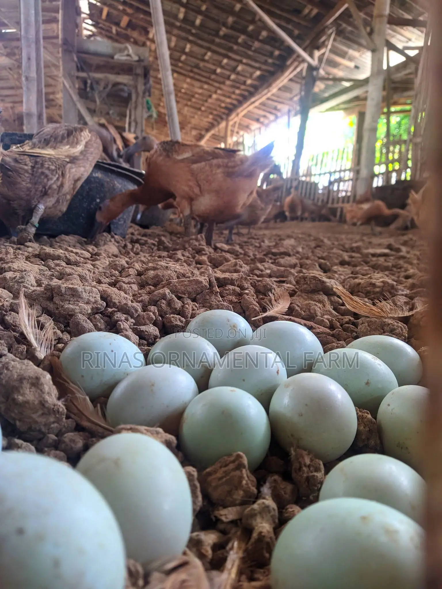 Fertilized Khaki Campbell Duck Eggs for Sale