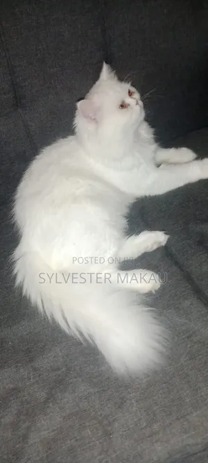 6-12 months Male Purebred Persian