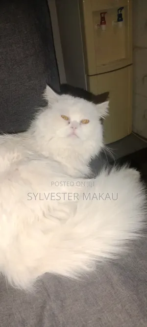 6-12 months Male Purebred Persian