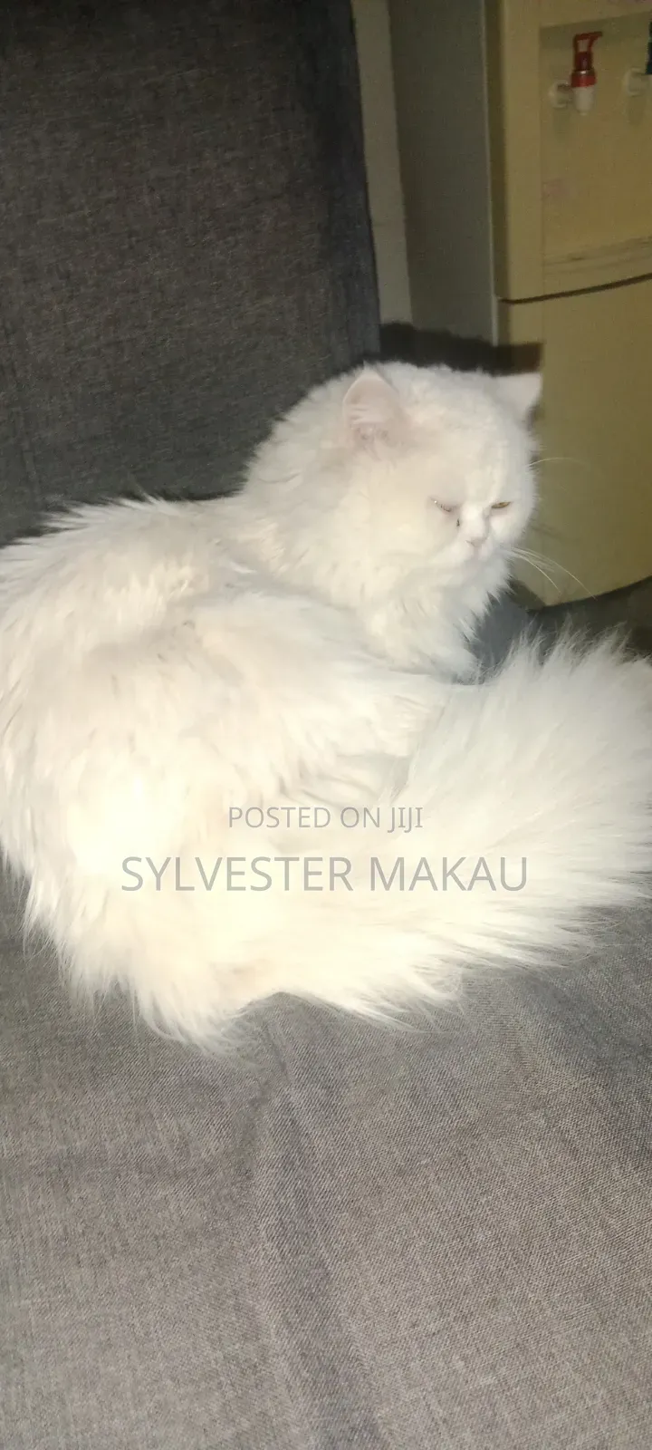 6-12 months Male Purebred Persian