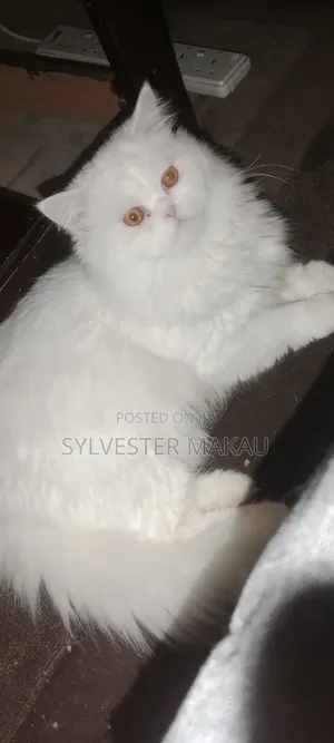 6-12 months Male Purebred Persian