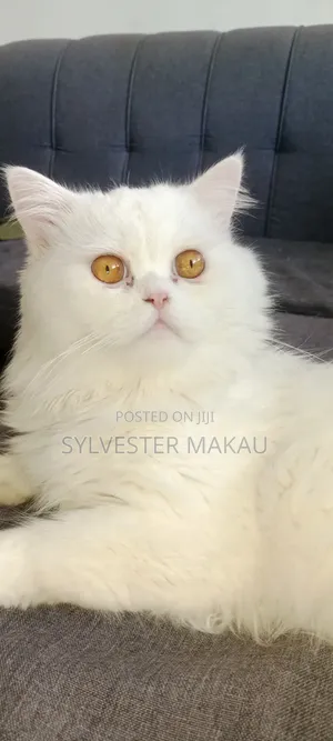 6-12 months Male Purebred Persian