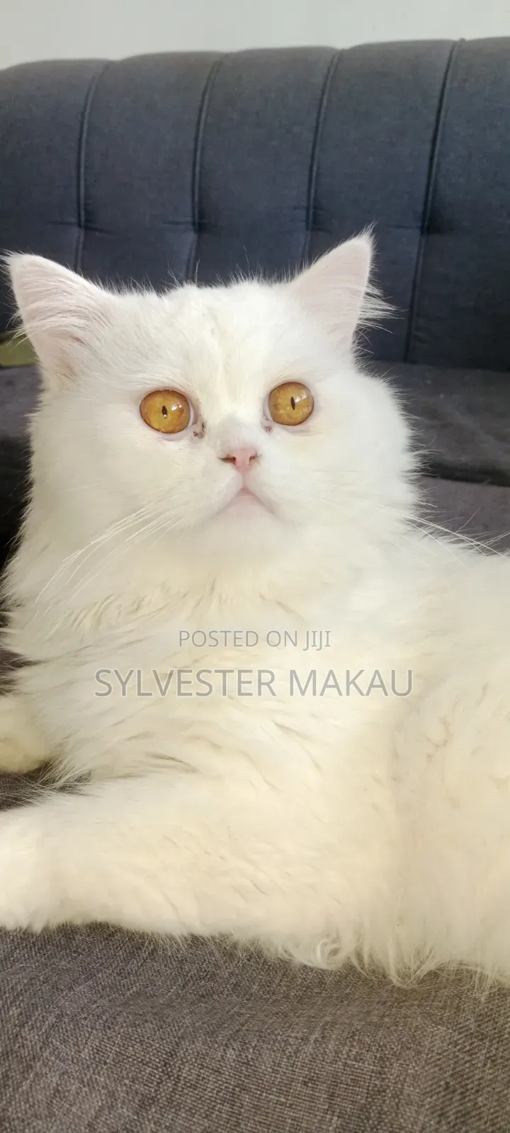 6-12 months Male Purebred Persian