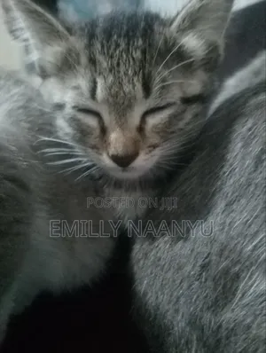1-3 months Female Mixed Breed Tabby