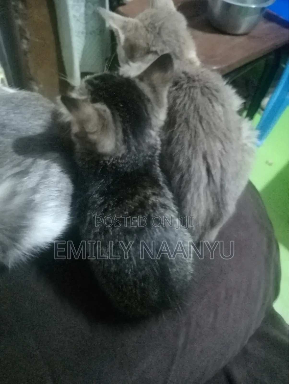 1-3 months Female Mixed Breed Tabby