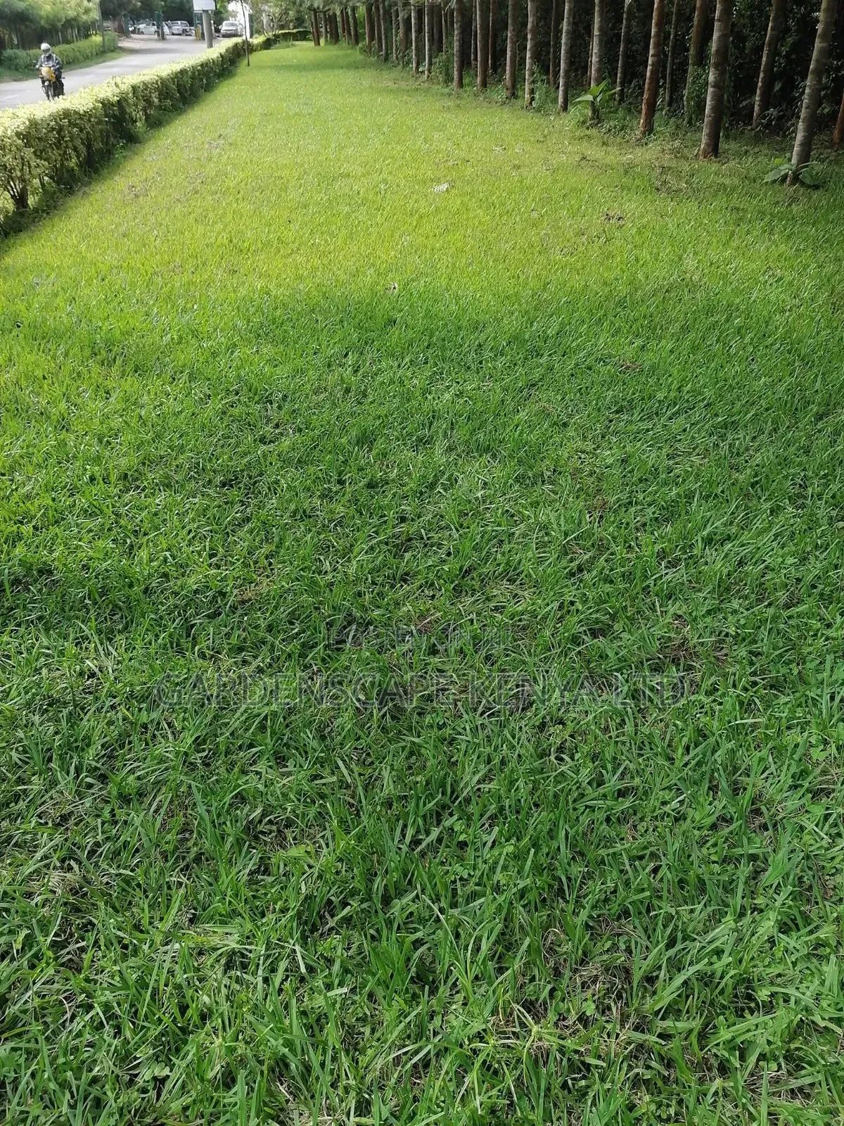 SEASHORE Paspalum Grass Seeds