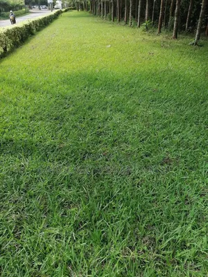 SEASHORE Paspalum Grass Seeds