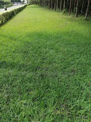 SEASHORE Paspalum Grass Seeds