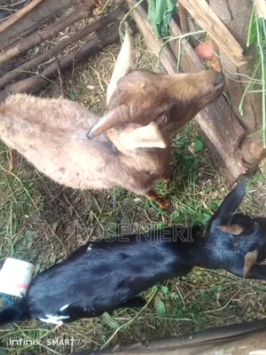 Agriculture
