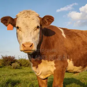 Cattle Ear Tags - Large Plain