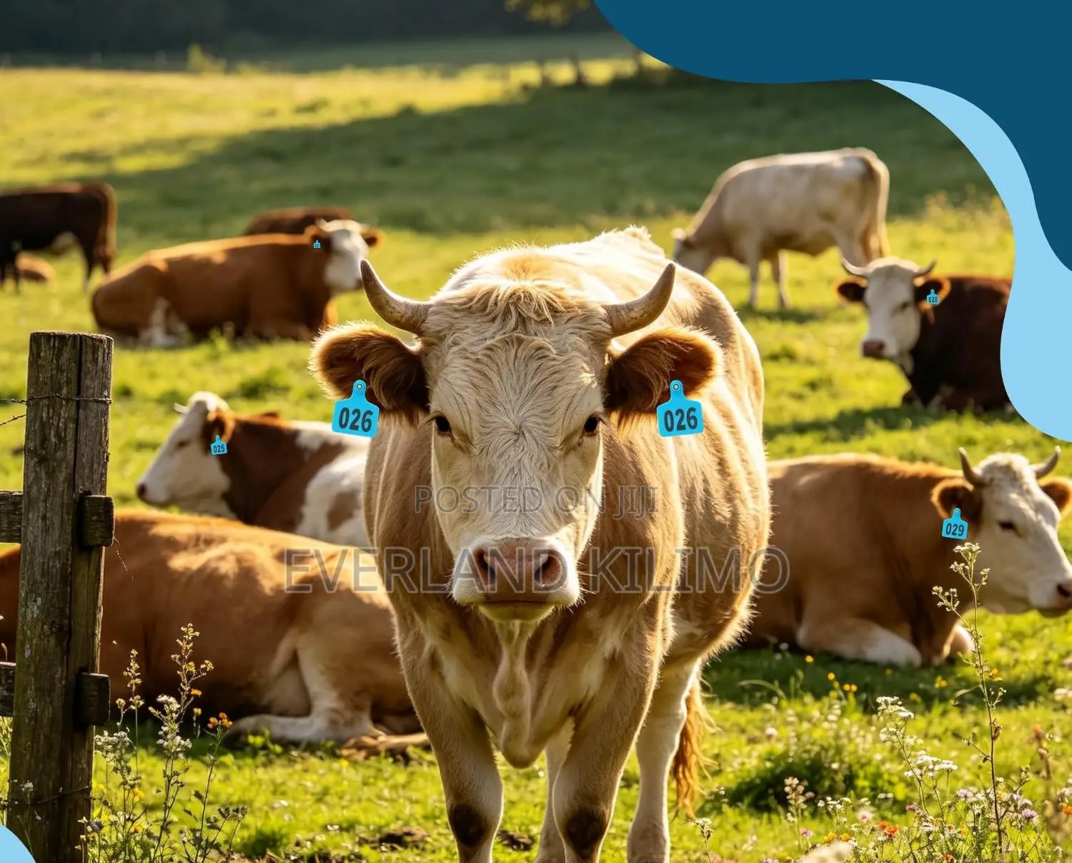 Ear Tags for Bulls and Cattles - Medium Blue Plain