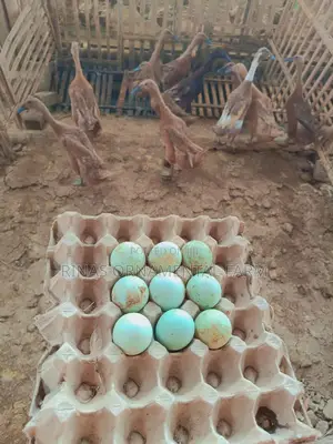 Fertilized Khaki Campbell Duck Eggs for Sale