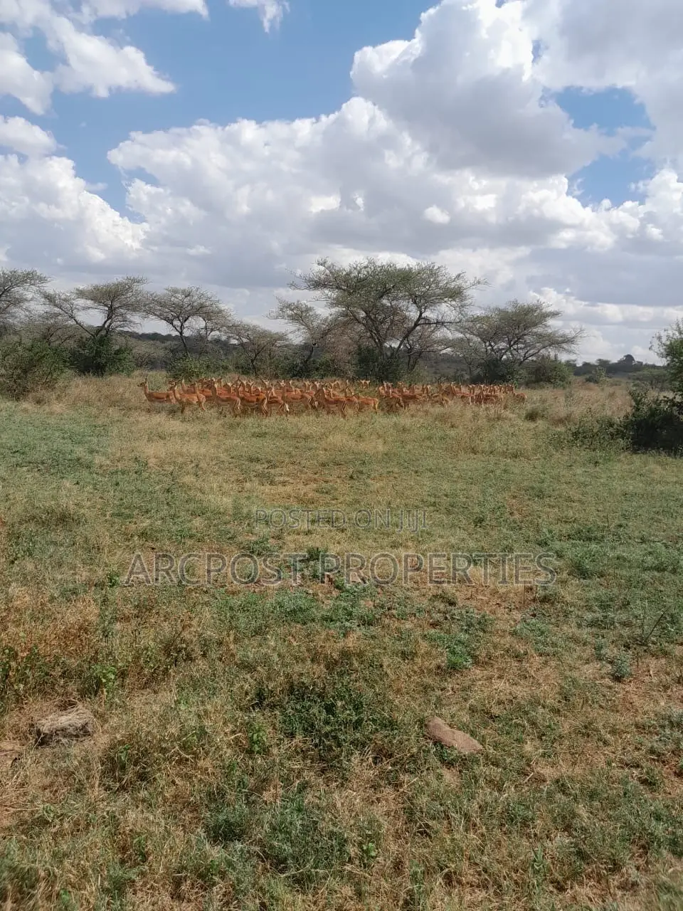15 Acres for Sale Near Masai Lodge – Bordering Nairobi National Park