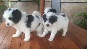 1-3 months Female Purebred Havanese