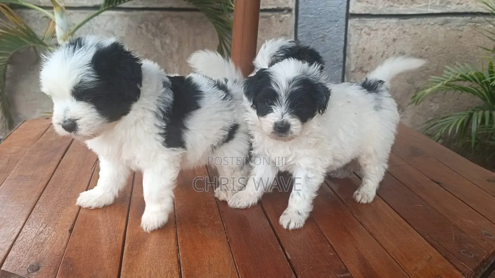 1-3 months Female Purebred Havanese