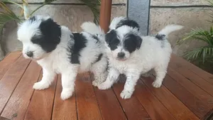 1-3 months Female Purebred Havanese