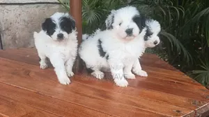 1-3 months Female Purebred Havanese