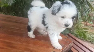 1-3 months Female Purebred Havanese
