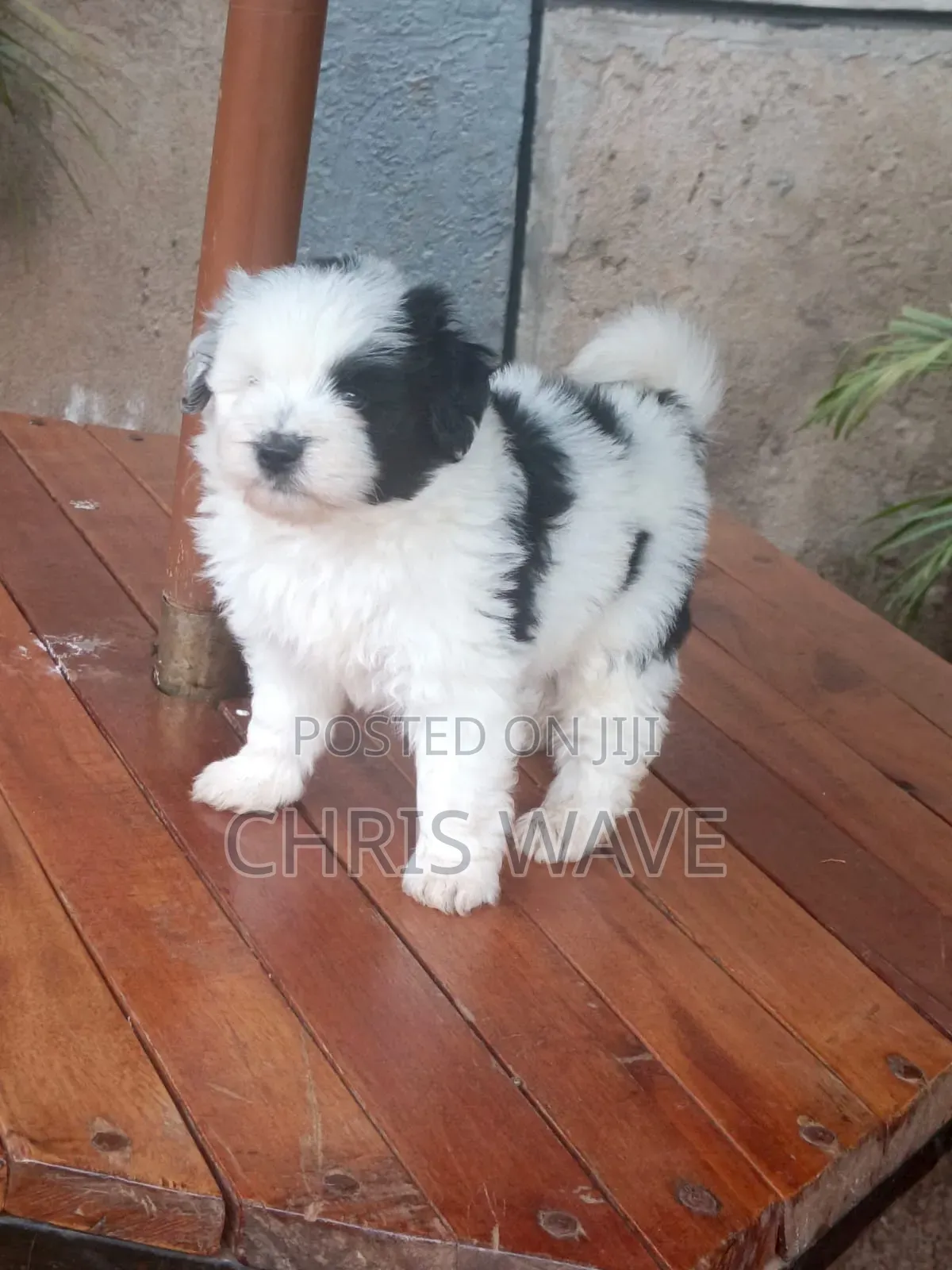 1-3 months Female Purebred Havanese