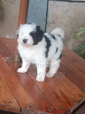 1-3 months Female Purebred Havanese