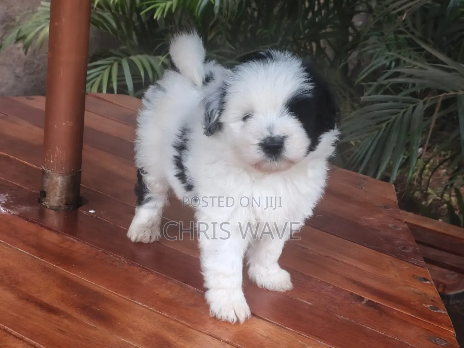 1-3 months Female Purebred Havanese
