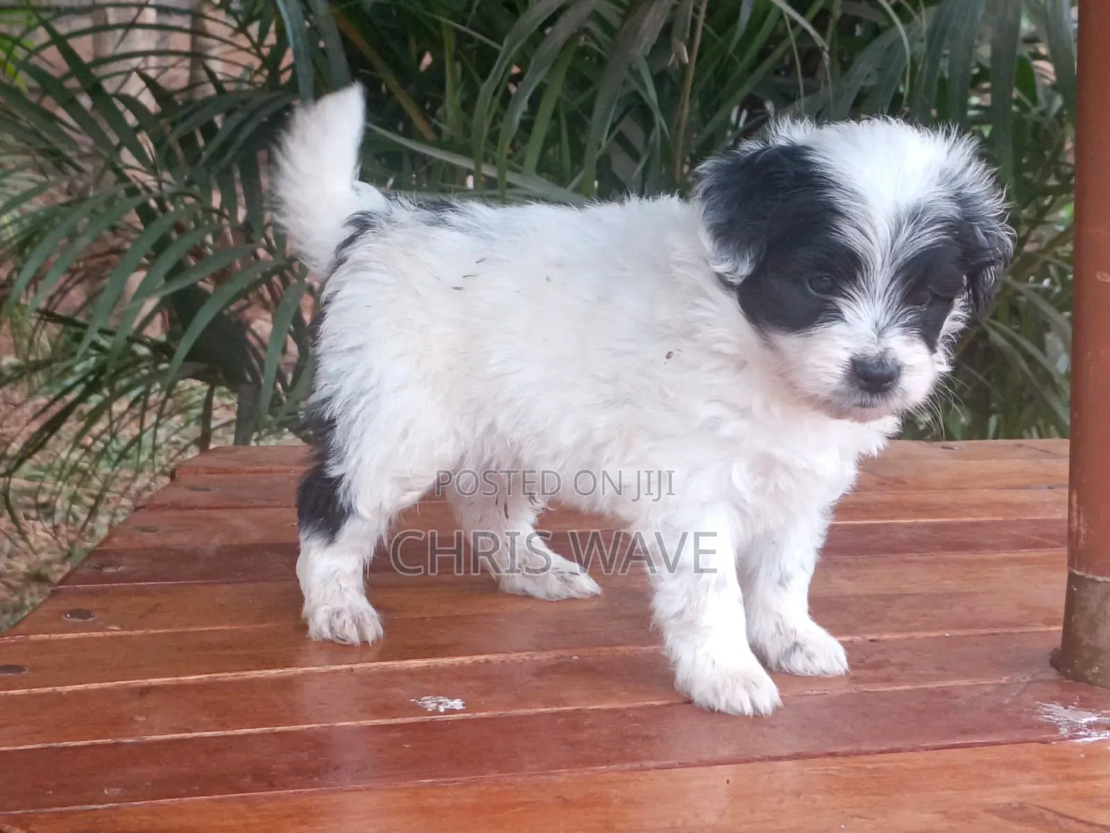 1-3 months Female Purebred Havanese