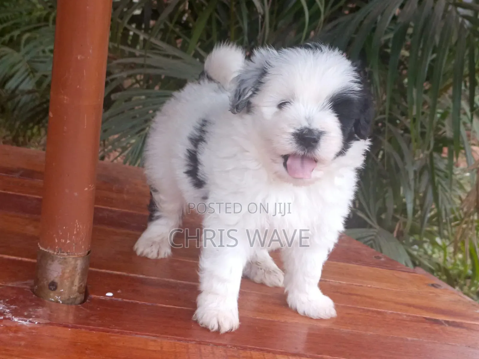 1-3 months Female Purebred Havanese