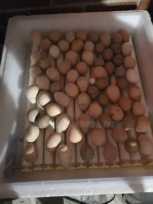 Fertilized India Blue Peacock Eggs