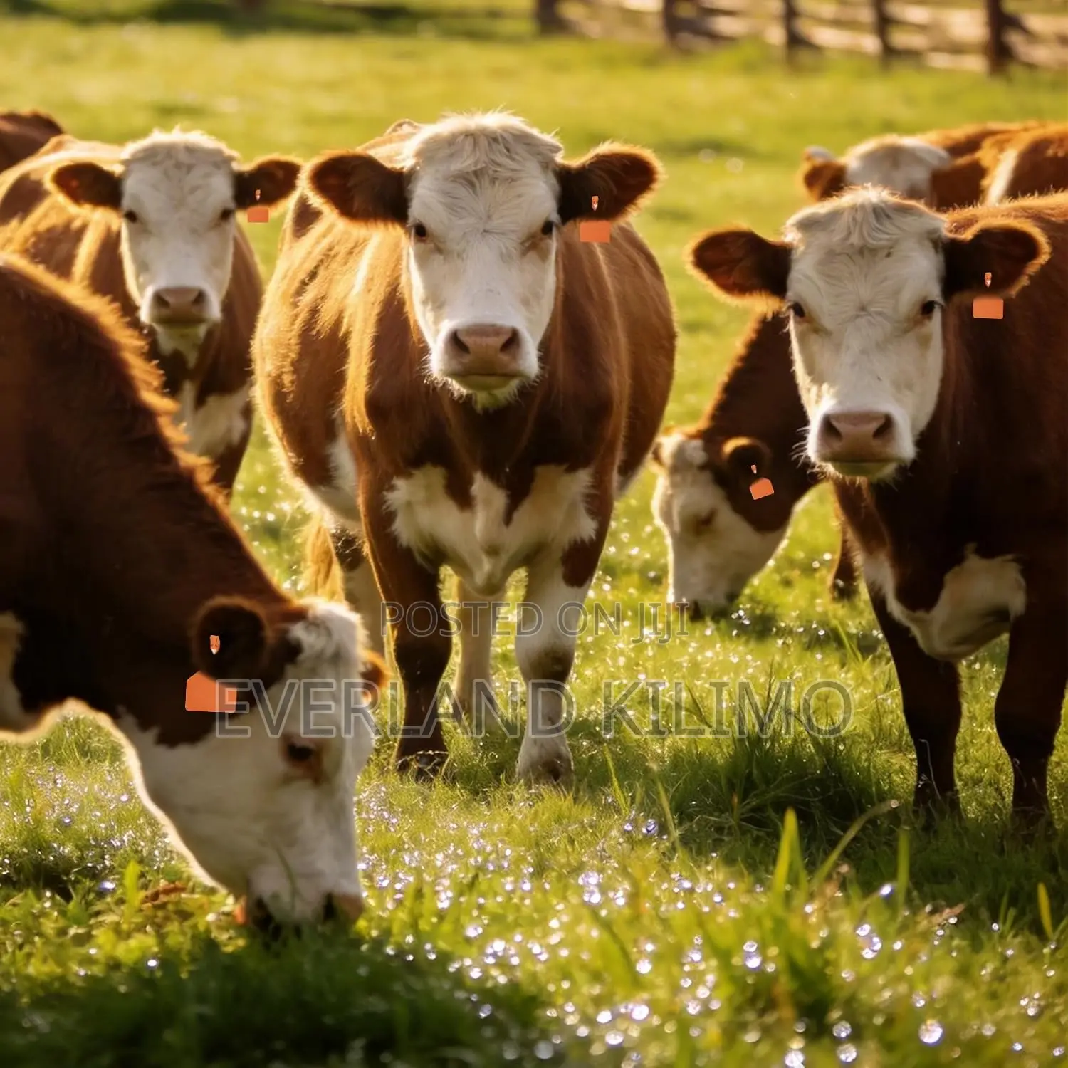 Plain Farm Animal Management Ear Z- Tags